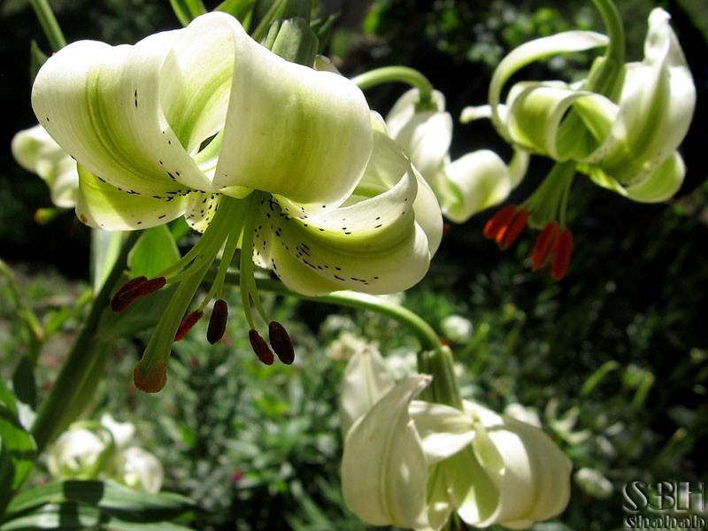 lilium